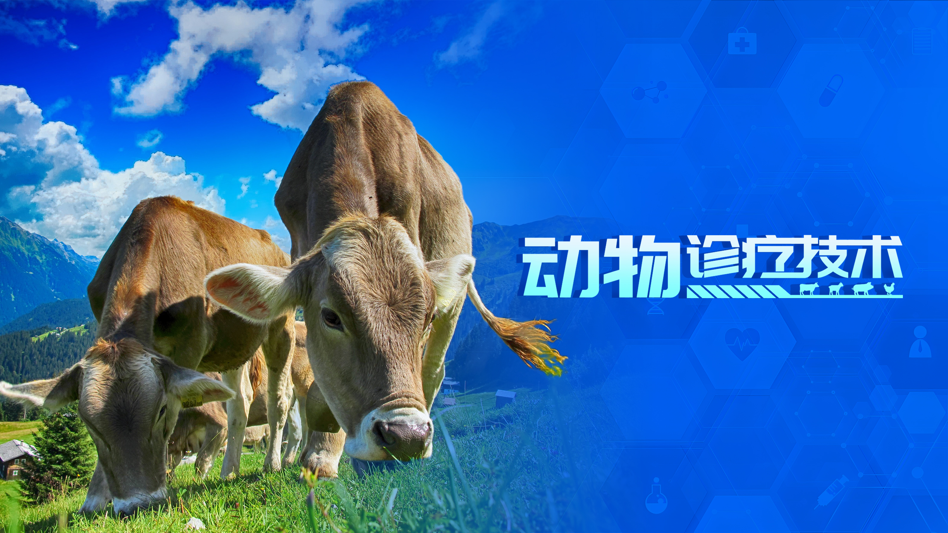 動物診療技術